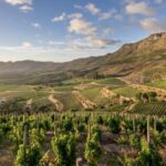 cape-town-winelands-wine-route